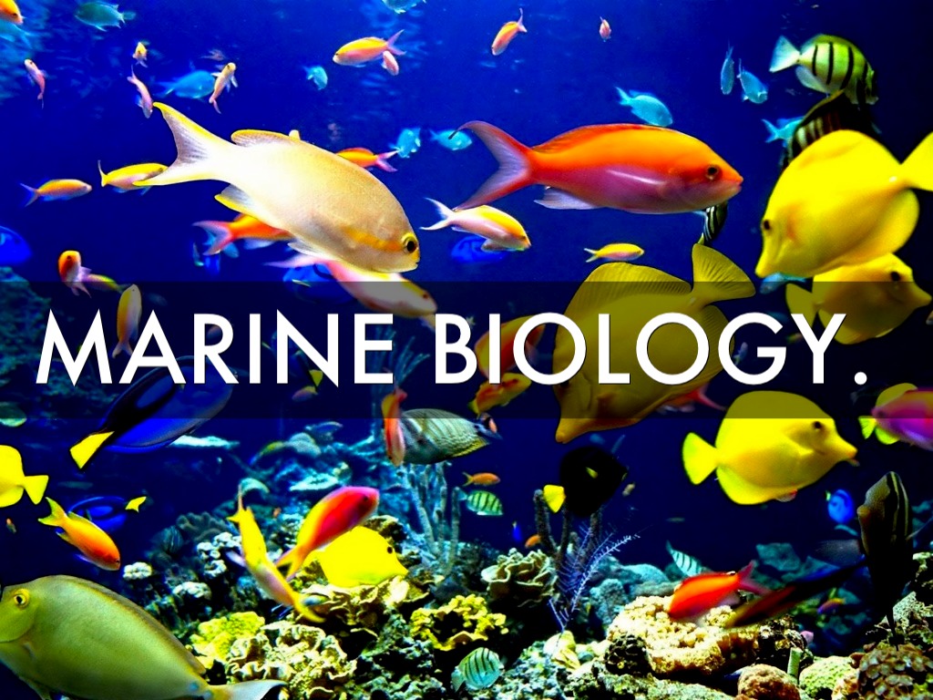 Marine Biology Wallpaper On