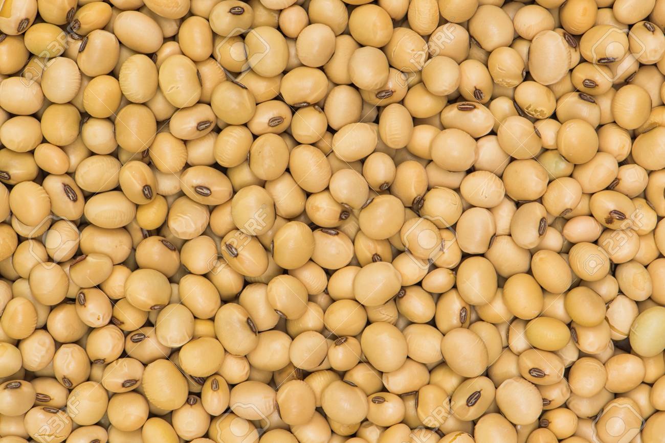 🔥 [37+] Soybean Background | WallpaperSafari