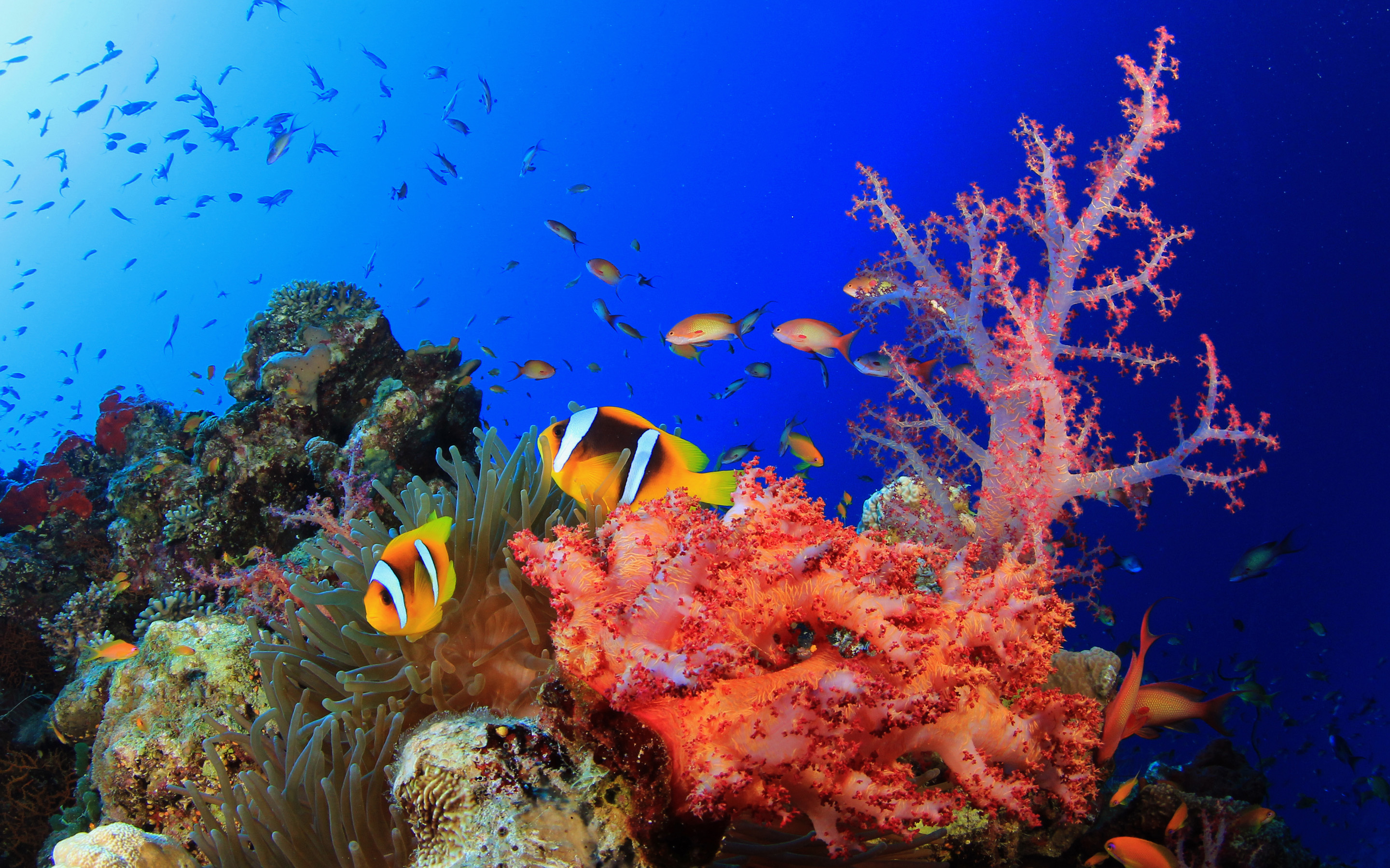 Colorful Coral Reef Wallpaper