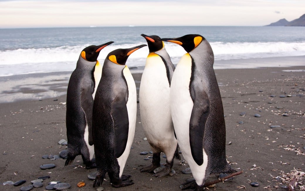 Penguins Shore Many Pack Family Free Stock Photos Images HD