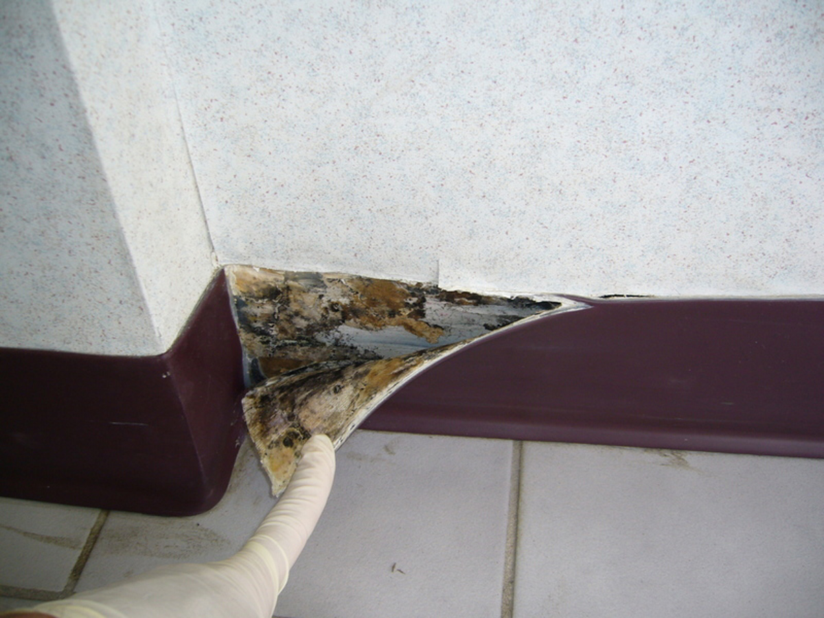 [48+] Vinyl Wallpaper and Mold on WallpaperSafari