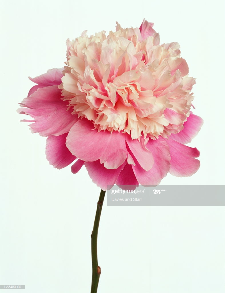 🔥 Free download Cora Stubbs Peony Against White Background Closeup High