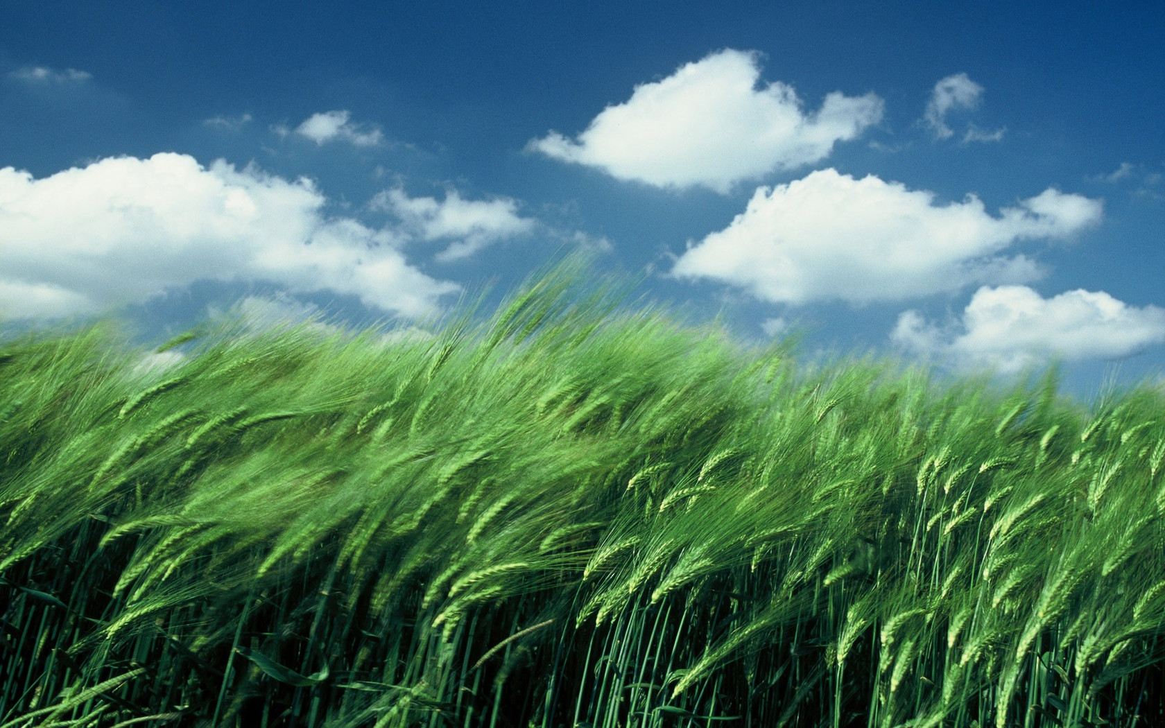 Wheat field in the wind wallpaper 8267 1680x1050