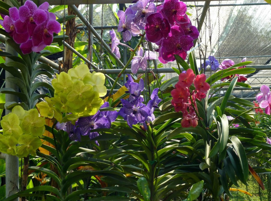 Orchids Flowers Herbs Greenhouse Solar Stock Photos Image