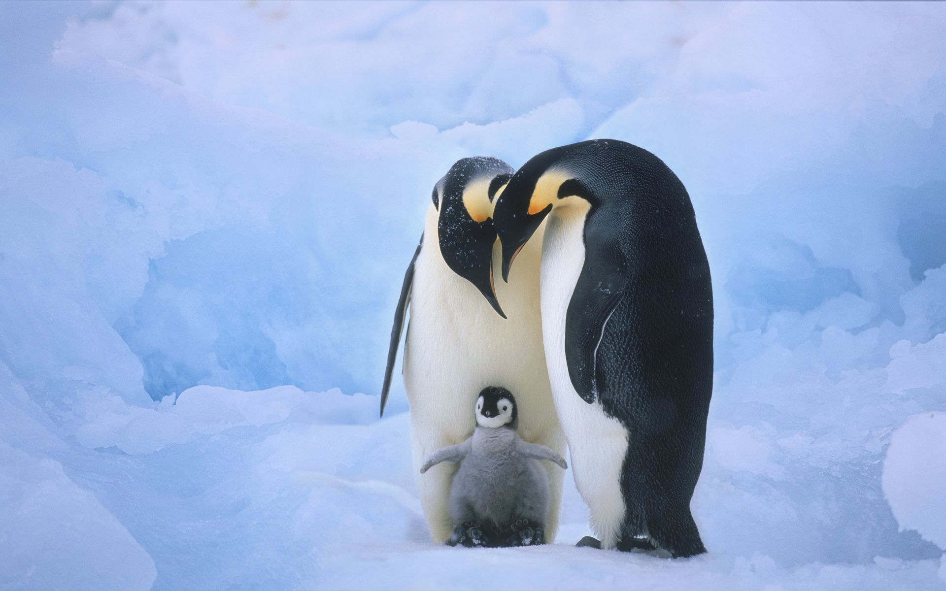 Cute Baby Penguins This Shows Familyhood and Closeness
