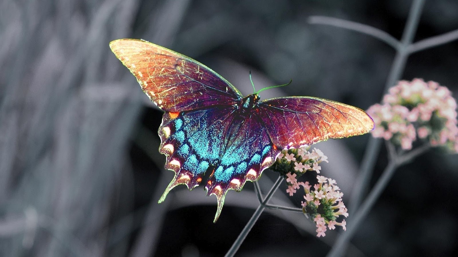Butterfly Wallpapers Hd Top Wallpapers