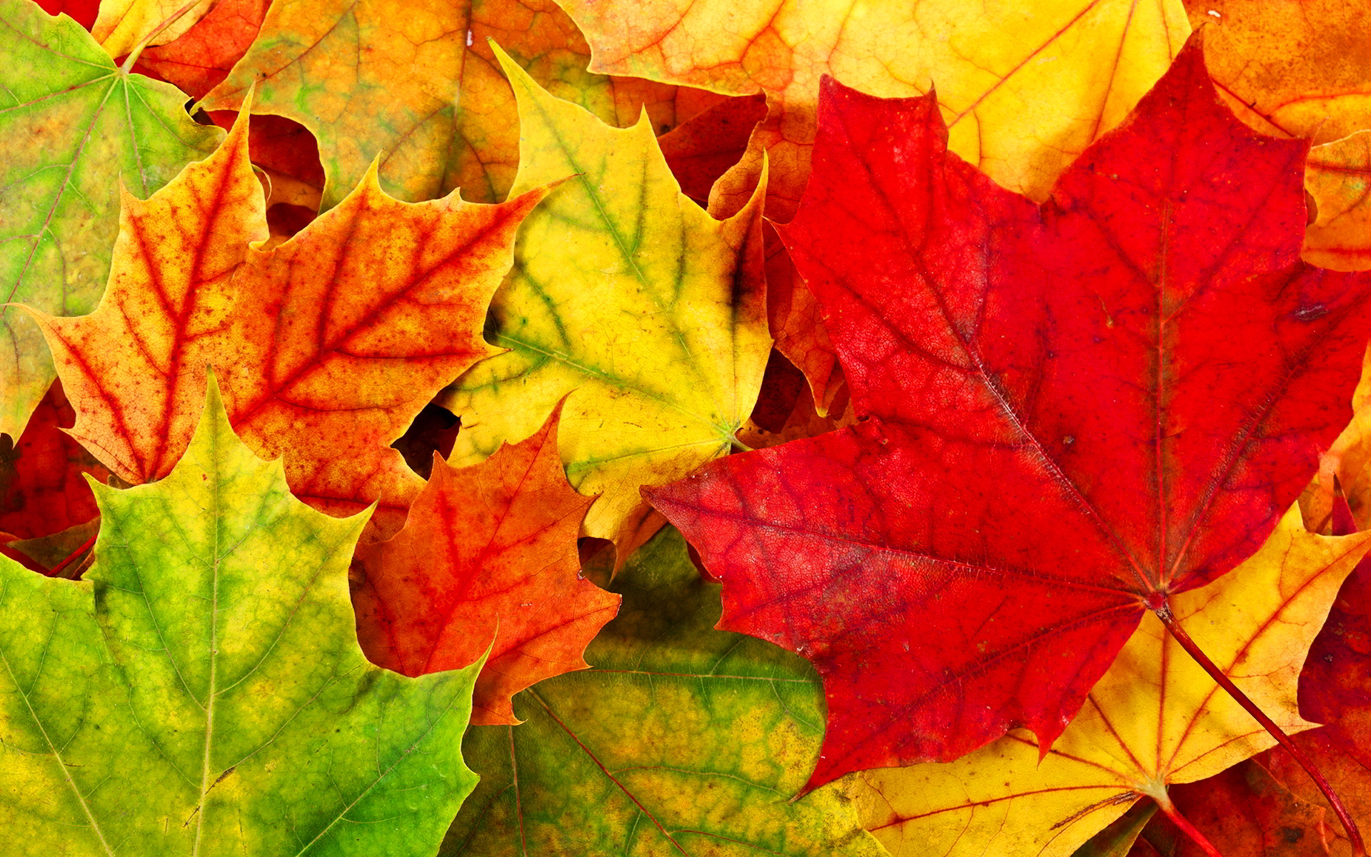 Vibrant Fall Leaves in Red, Orange, Yellow, and Green