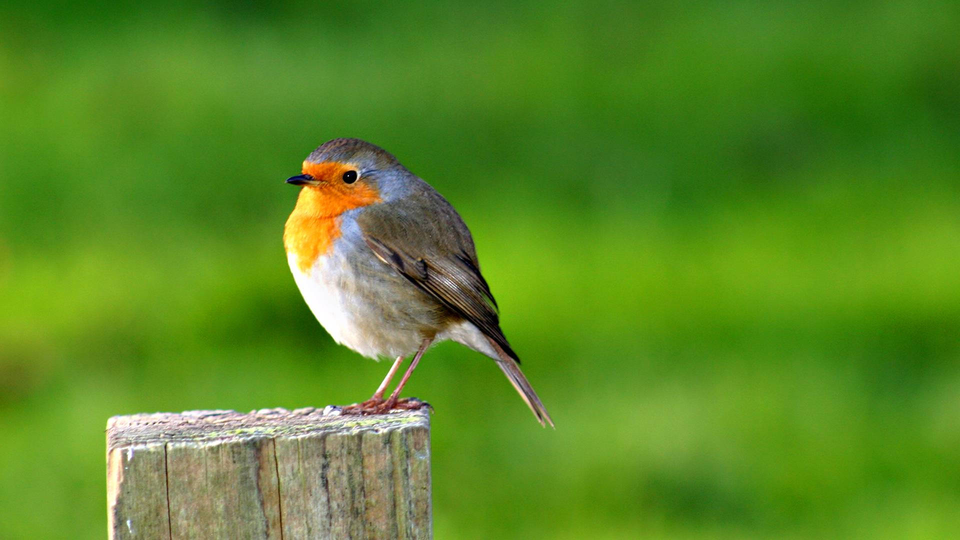 HD Birds Wallpaper