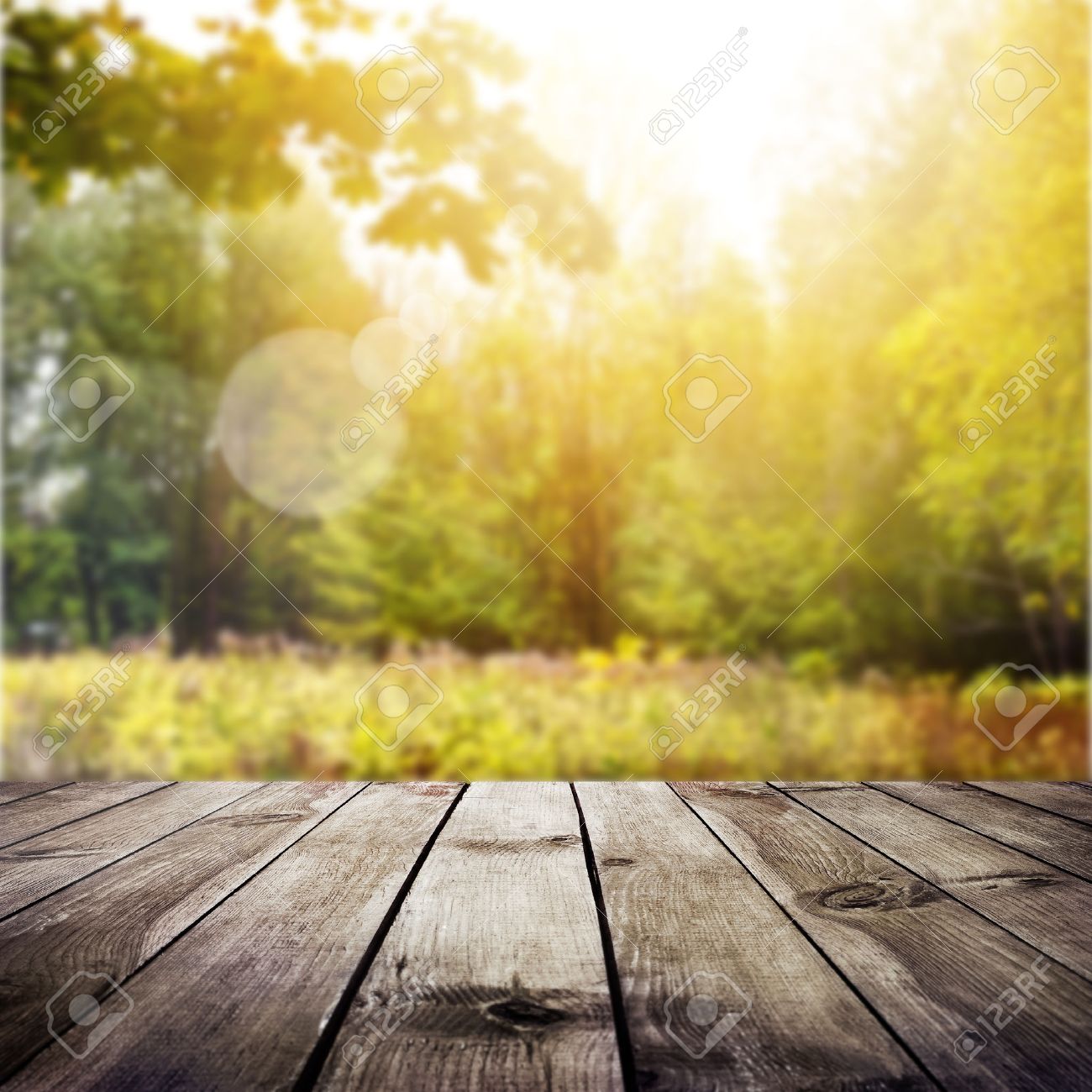 Beautiful Sunlight In The Autumn Forest Beauty Nature Background 1300x1300