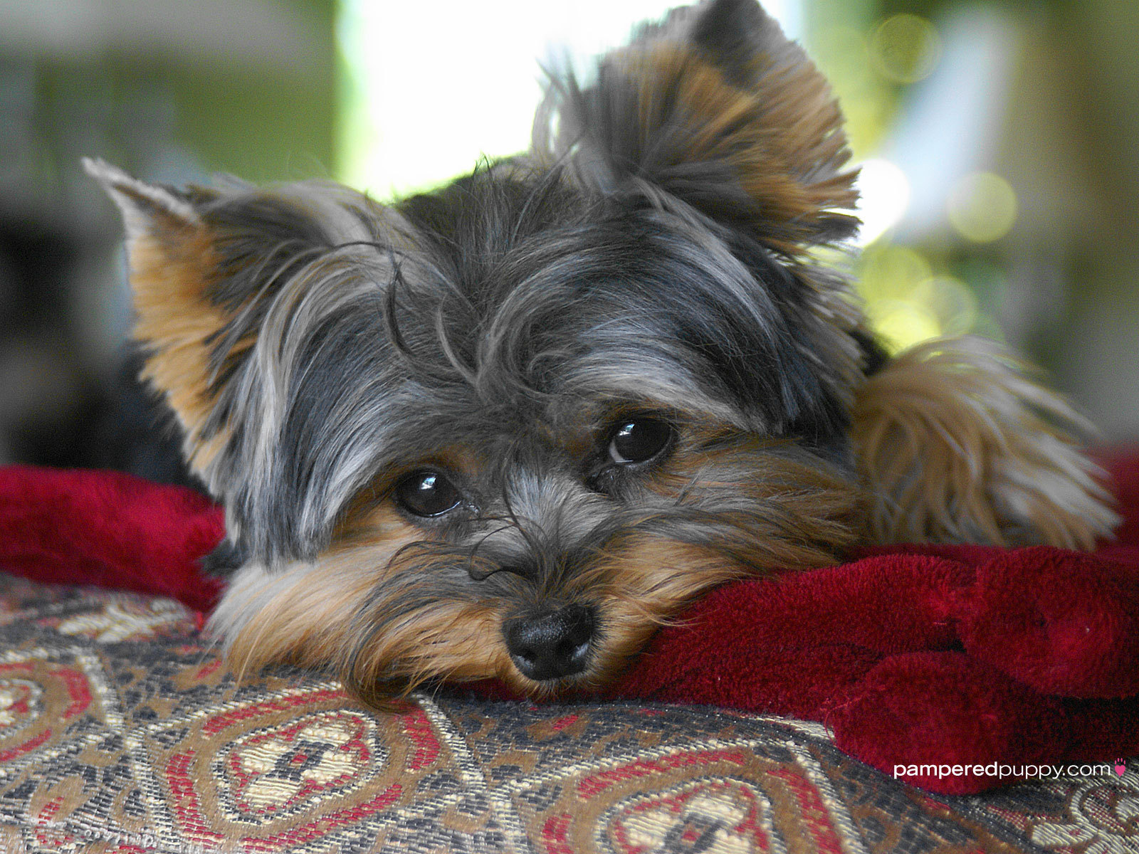 Yorkshire Terriers Image The Beautiful Yorkie HD Wallpaper And