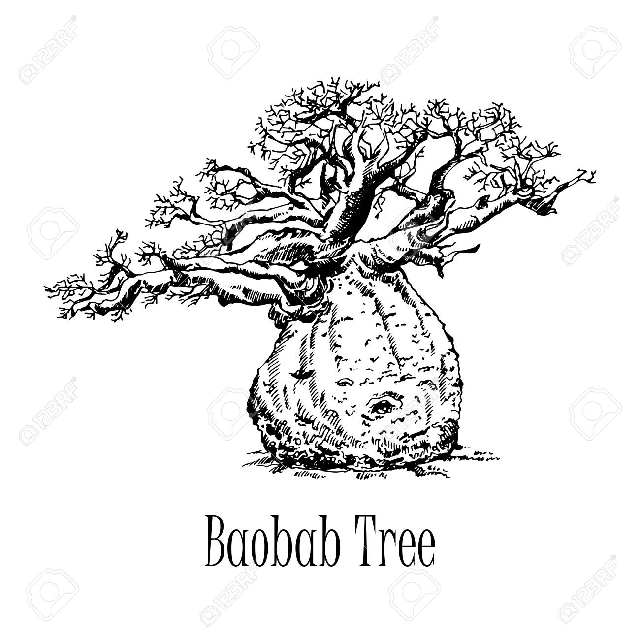 Hand Drawn Sketch Style Baobab Tree Isolated On White Background