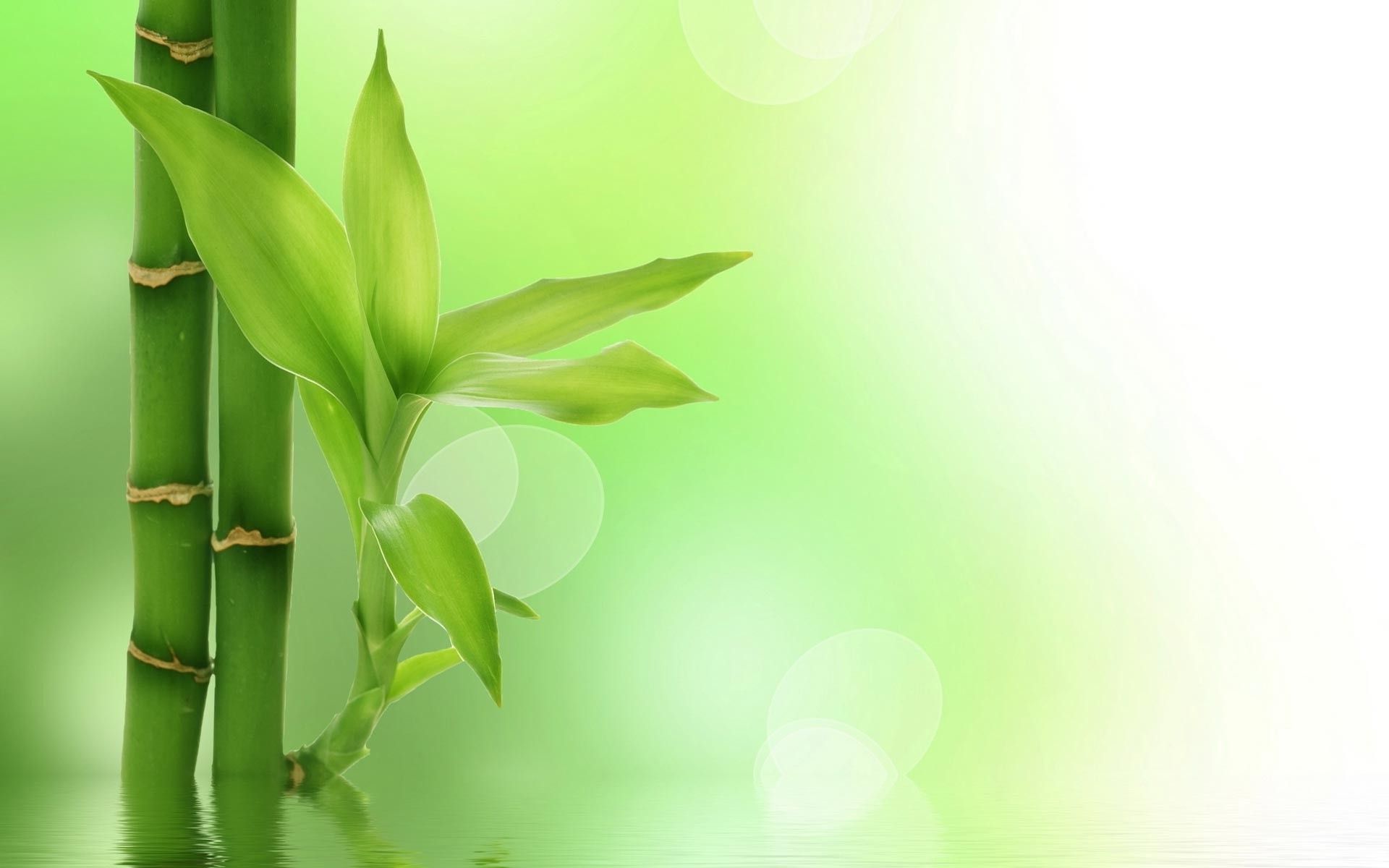 Green Bamboo Wallpaper HD Pictures Live Hq