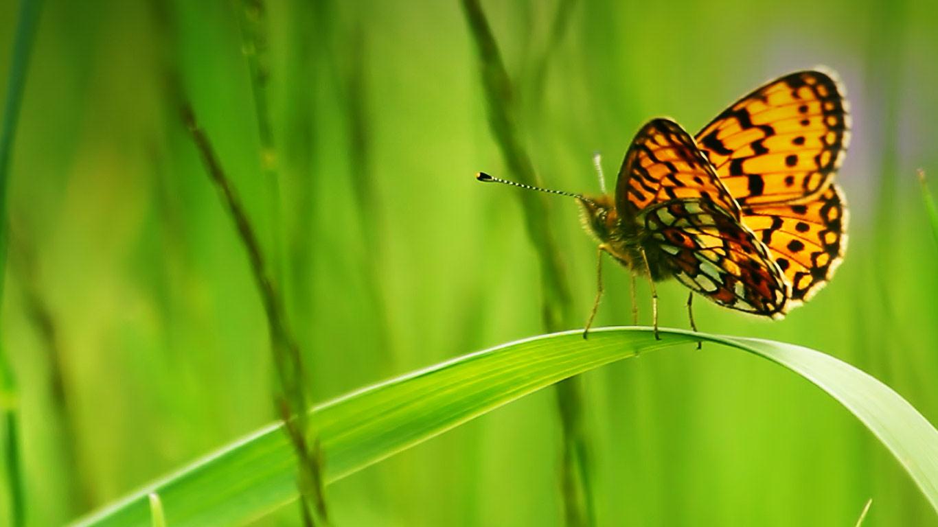 Butterfly Wings Fritillary Sitting On A