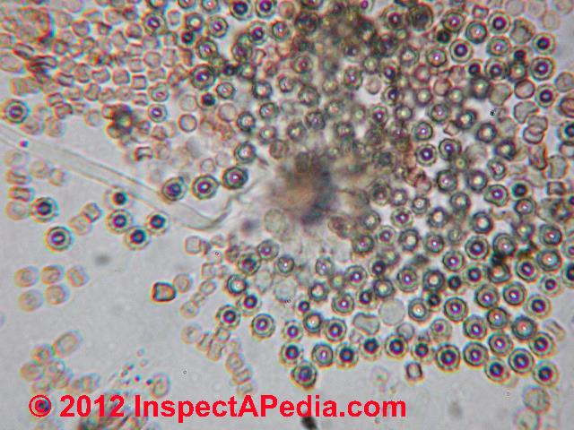Mold Under Microscope