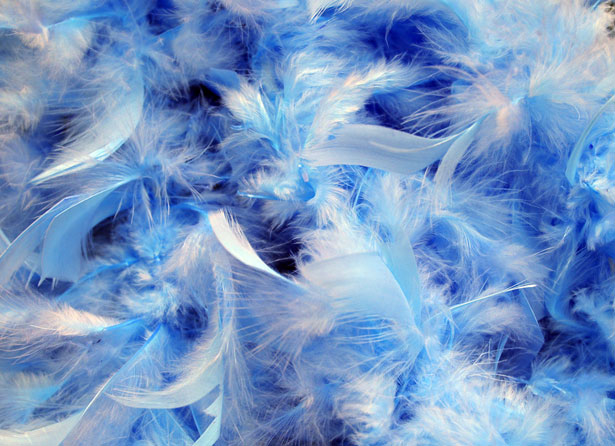 Blue Feathers Background Stock Photo Public Domain Pictures
