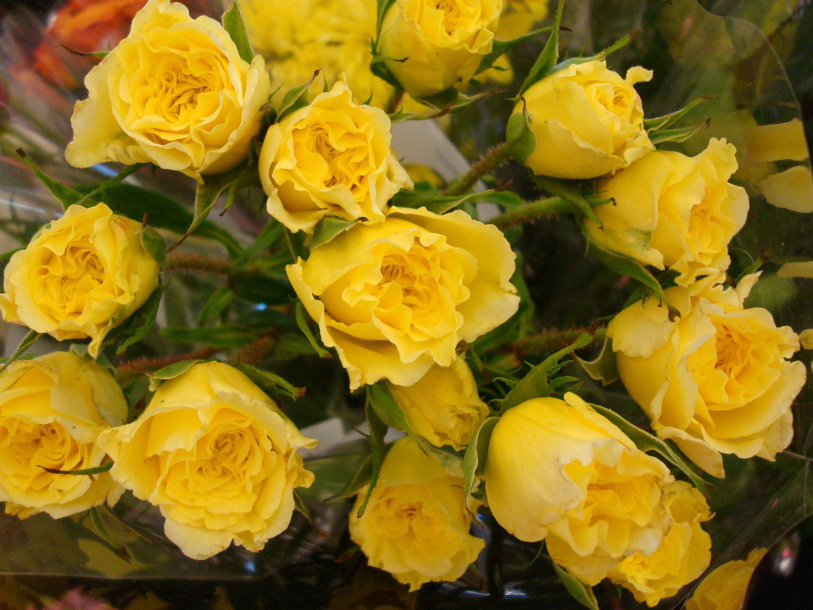 Rose Flowers Wallpaper Yellow Roses