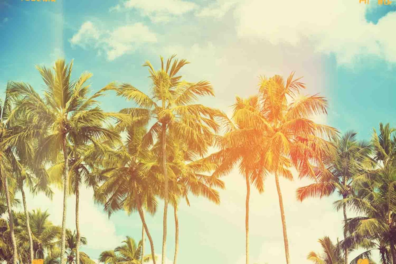 Wallpaper Palm Tree   Android Apps on Google Play