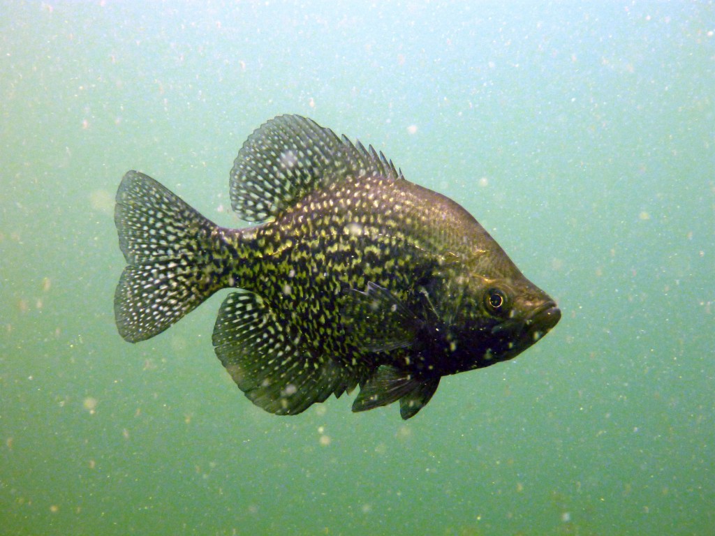 Crappie Wallpaper For More Fun Facts On