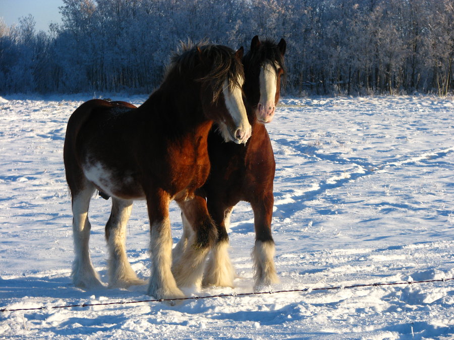 Clydesdale Wallpaper Geldings By