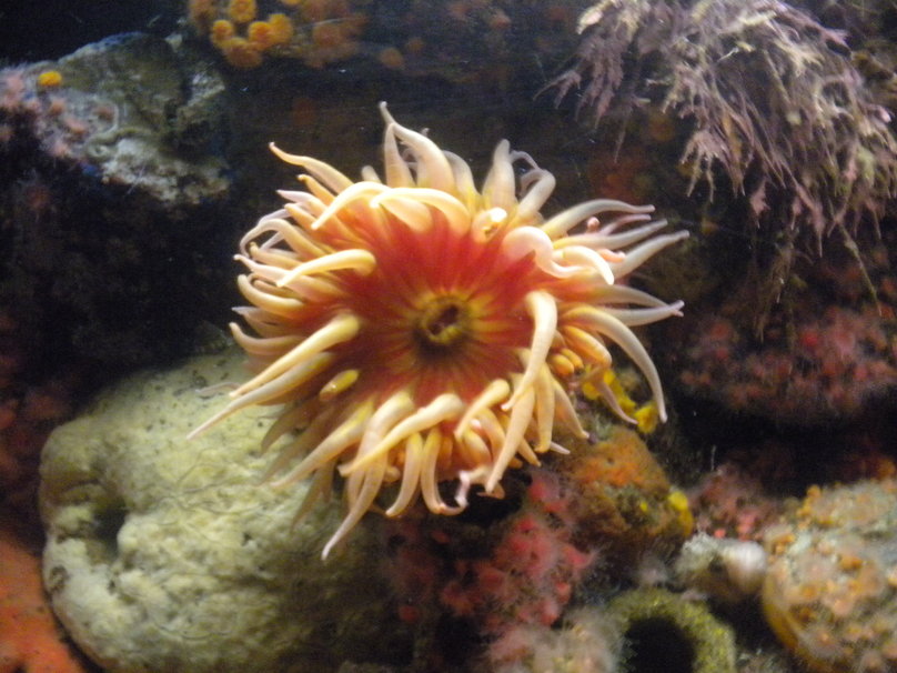 Sea Anemone Wallpaper