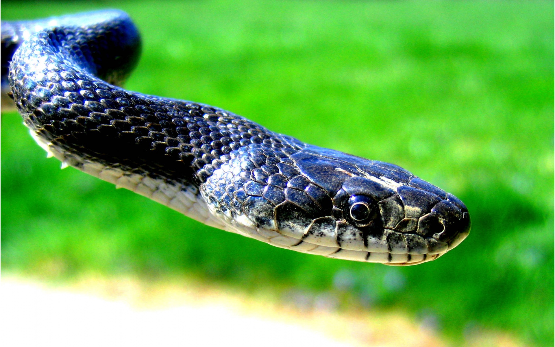 Cobra Snake X Close