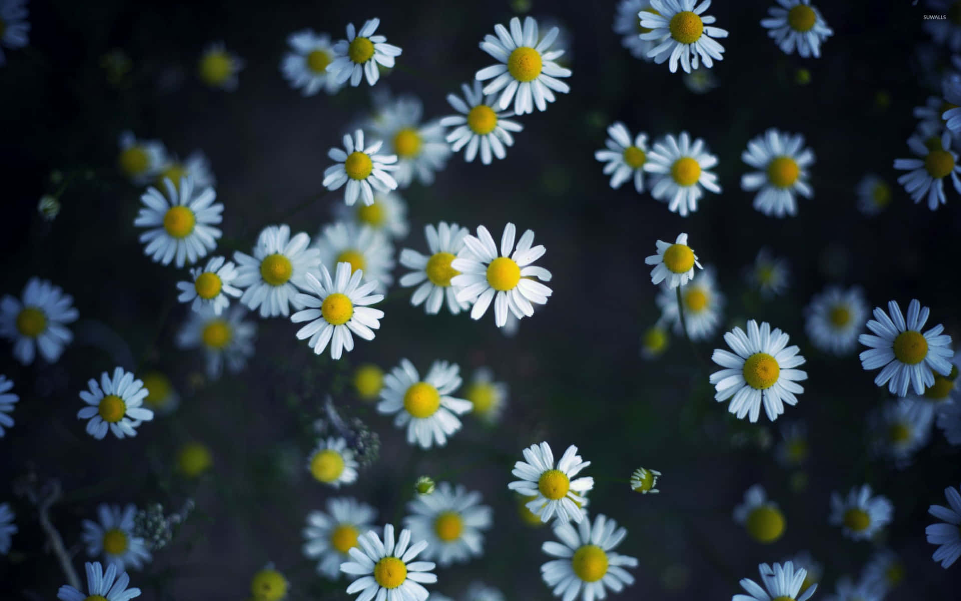 Daisy Aesthetic Computer Wallpaper