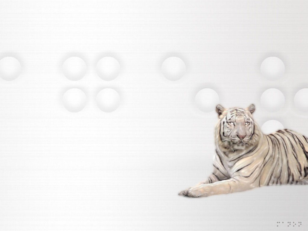 White Tiger Wallpaper 11019 Hd Wallpapers in Animals   Imagescicom 1024x768