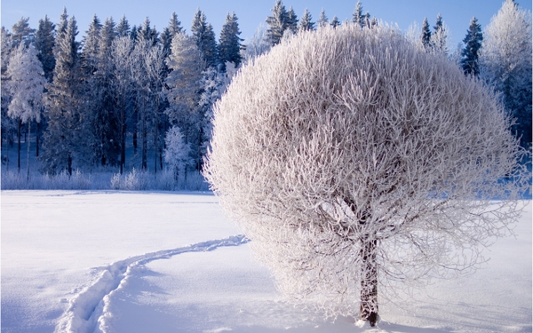winternature nature winter trees 2560x1600 wallpaper Winter