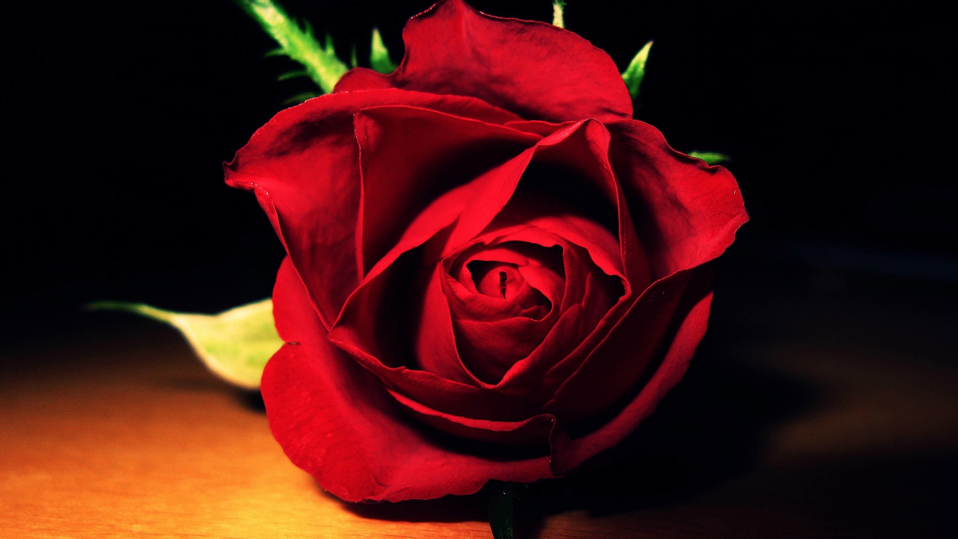 Red Rose Background Related Keywords amp Suggestions   Red