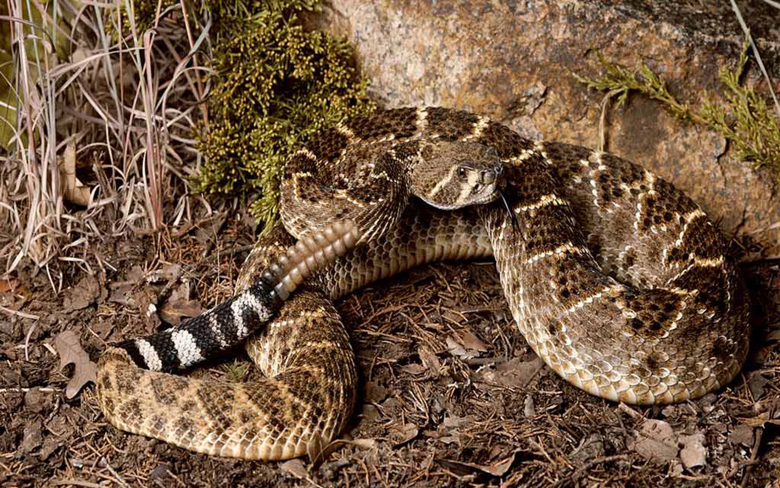 Rattlesnake Wallpaper and Background  Animals Town