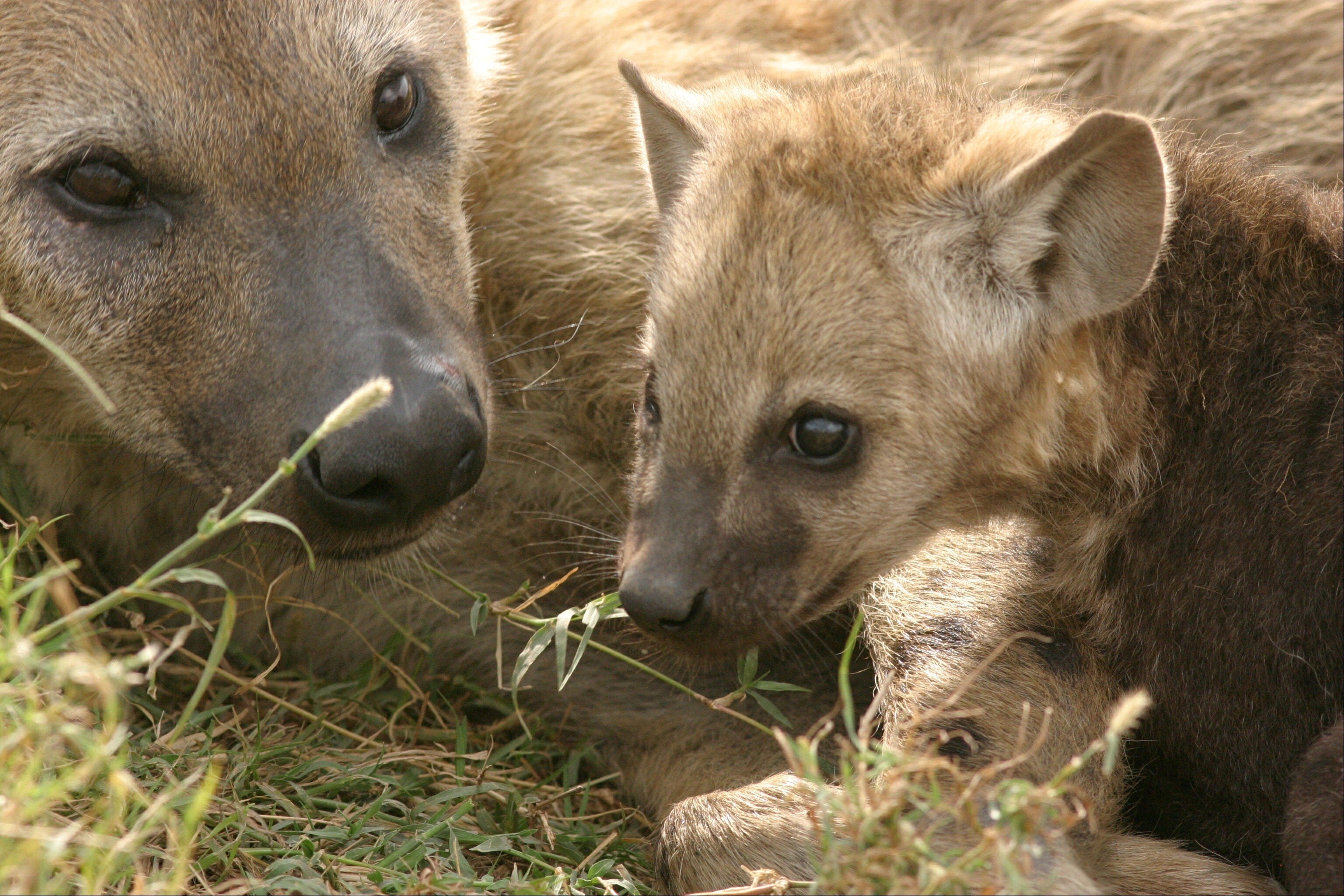 Hyena With Baby Image HD Wallpaper
