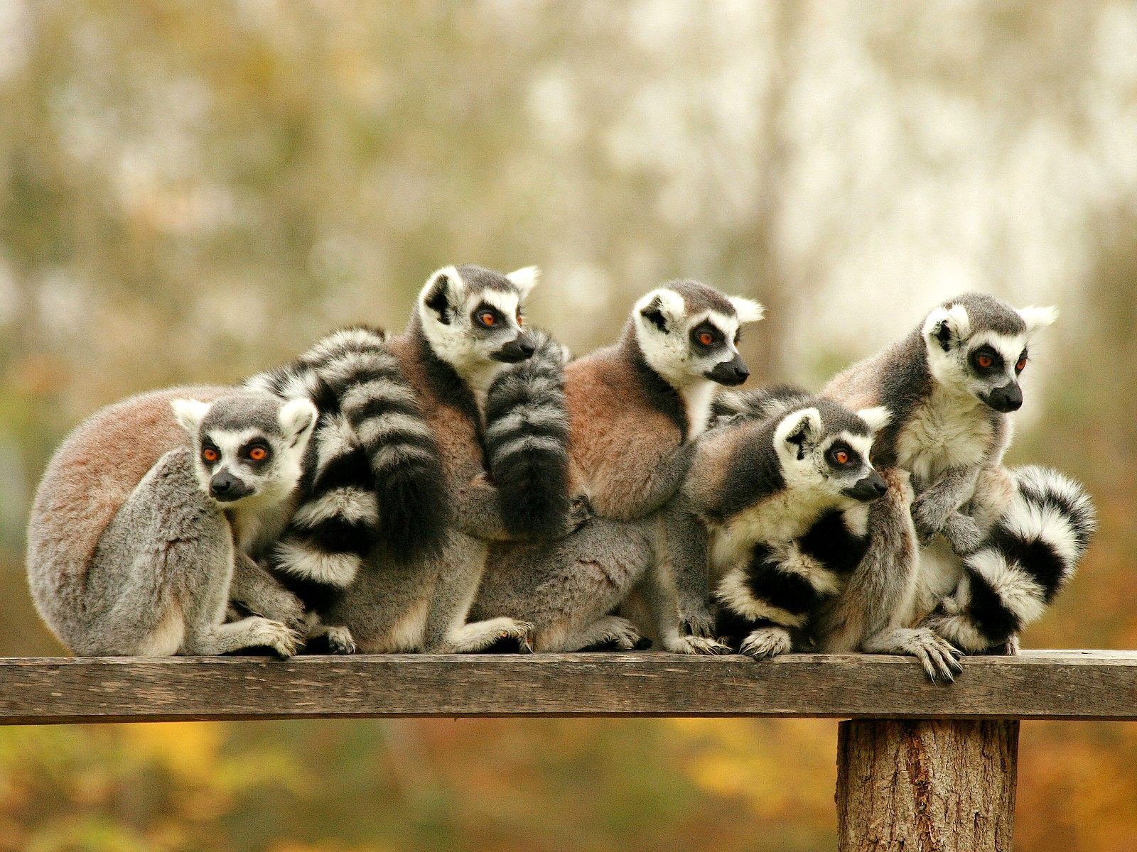 Lemur Primate Madagascar Wallpaper Background