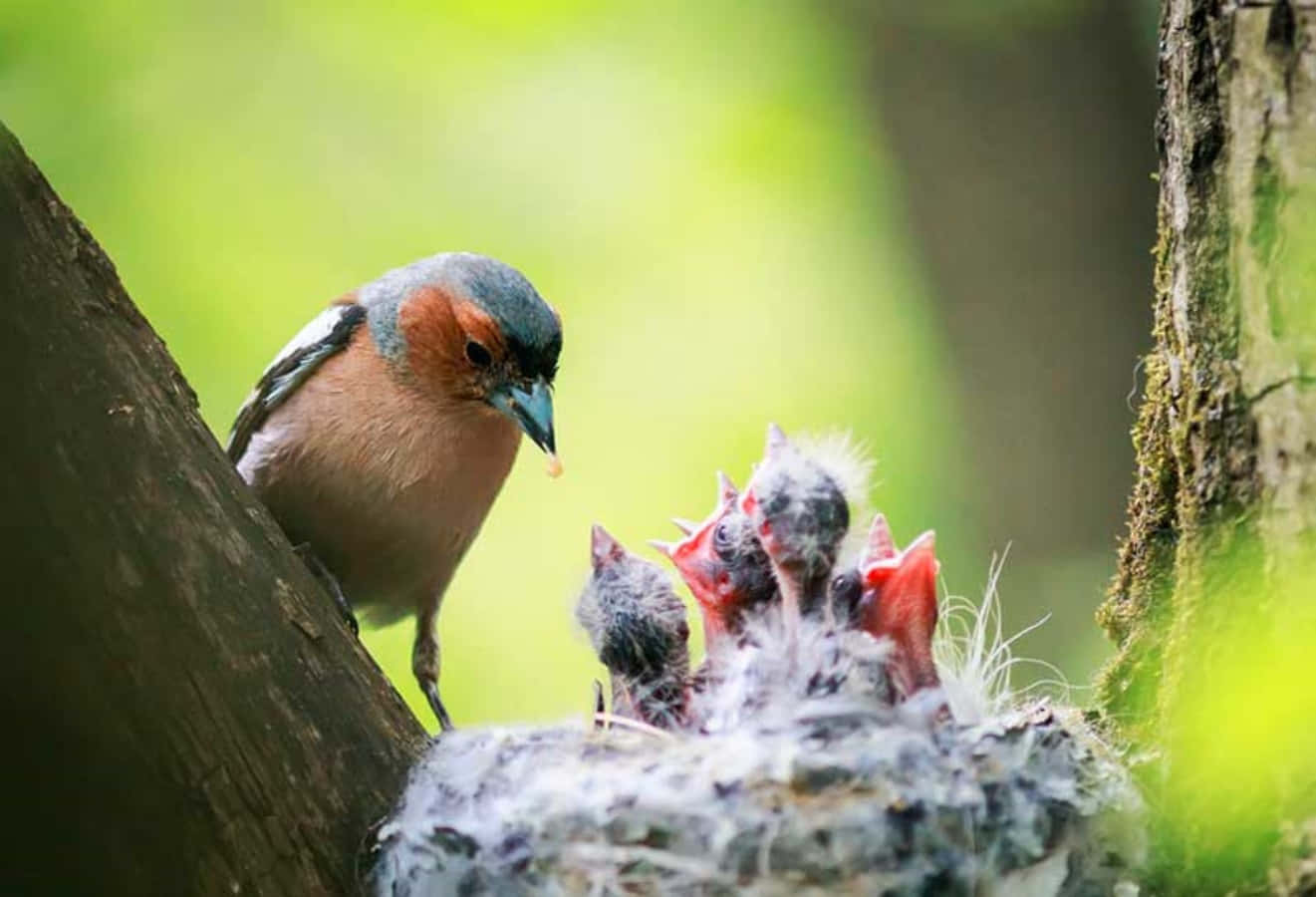 Mother Bird Picture Wallpaper