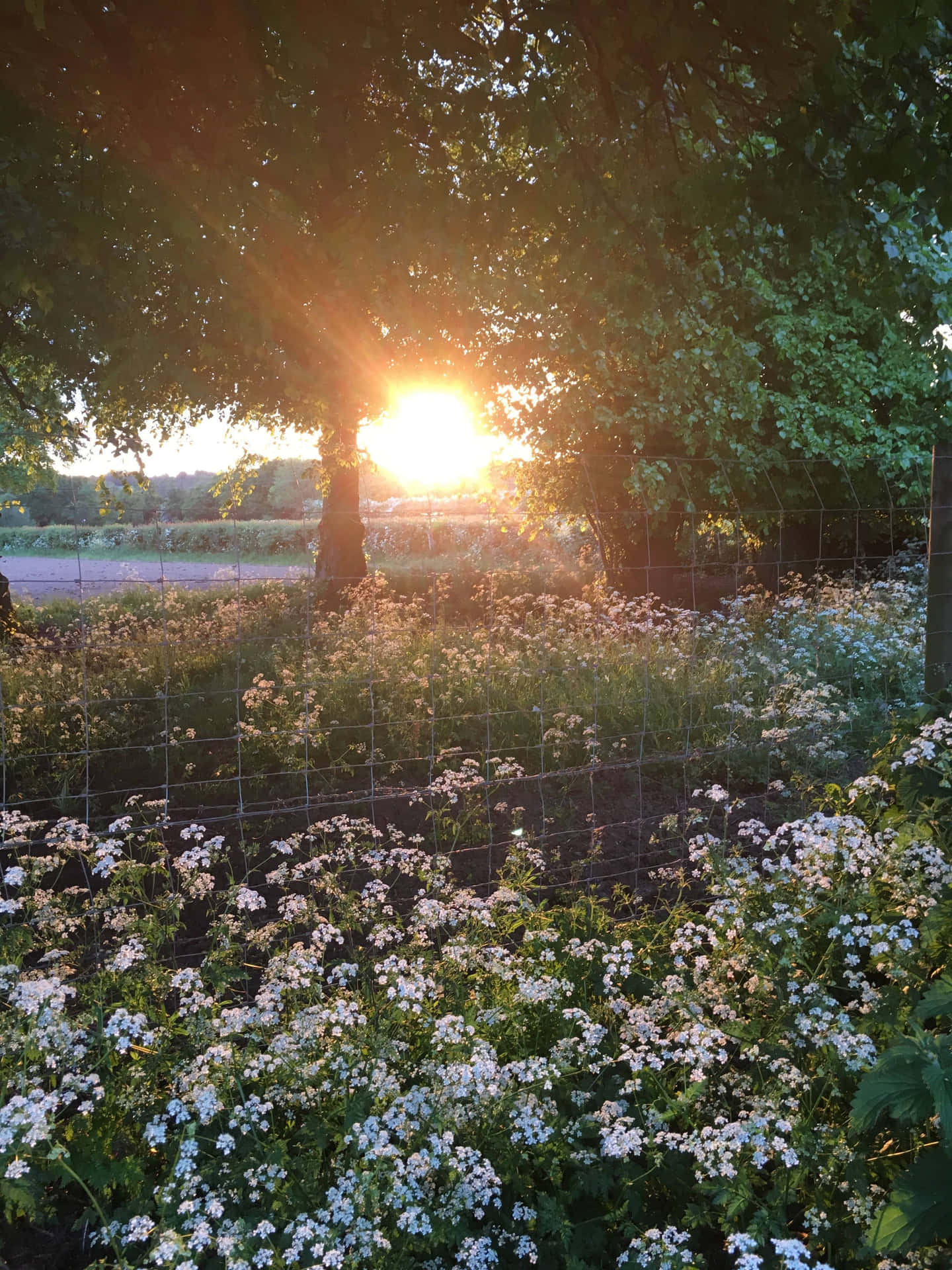 Aesthetic Nature Wallpaper