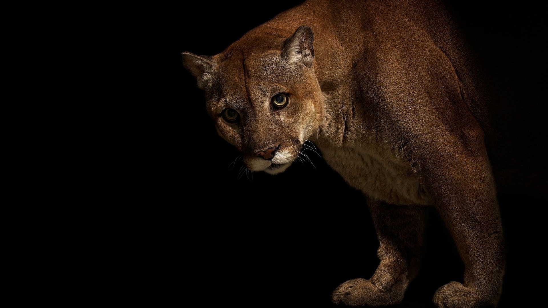 Big Cats Pumas Animals Cougar Wallpaper Background