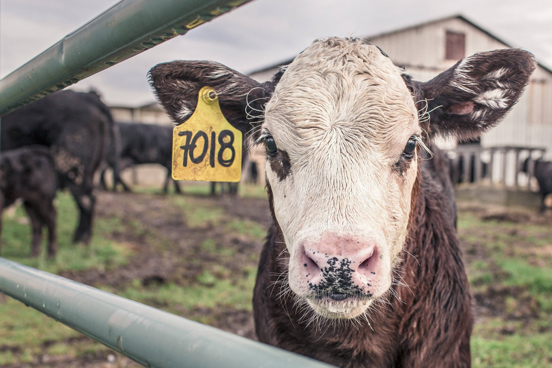 Farm Animal Wallpaper