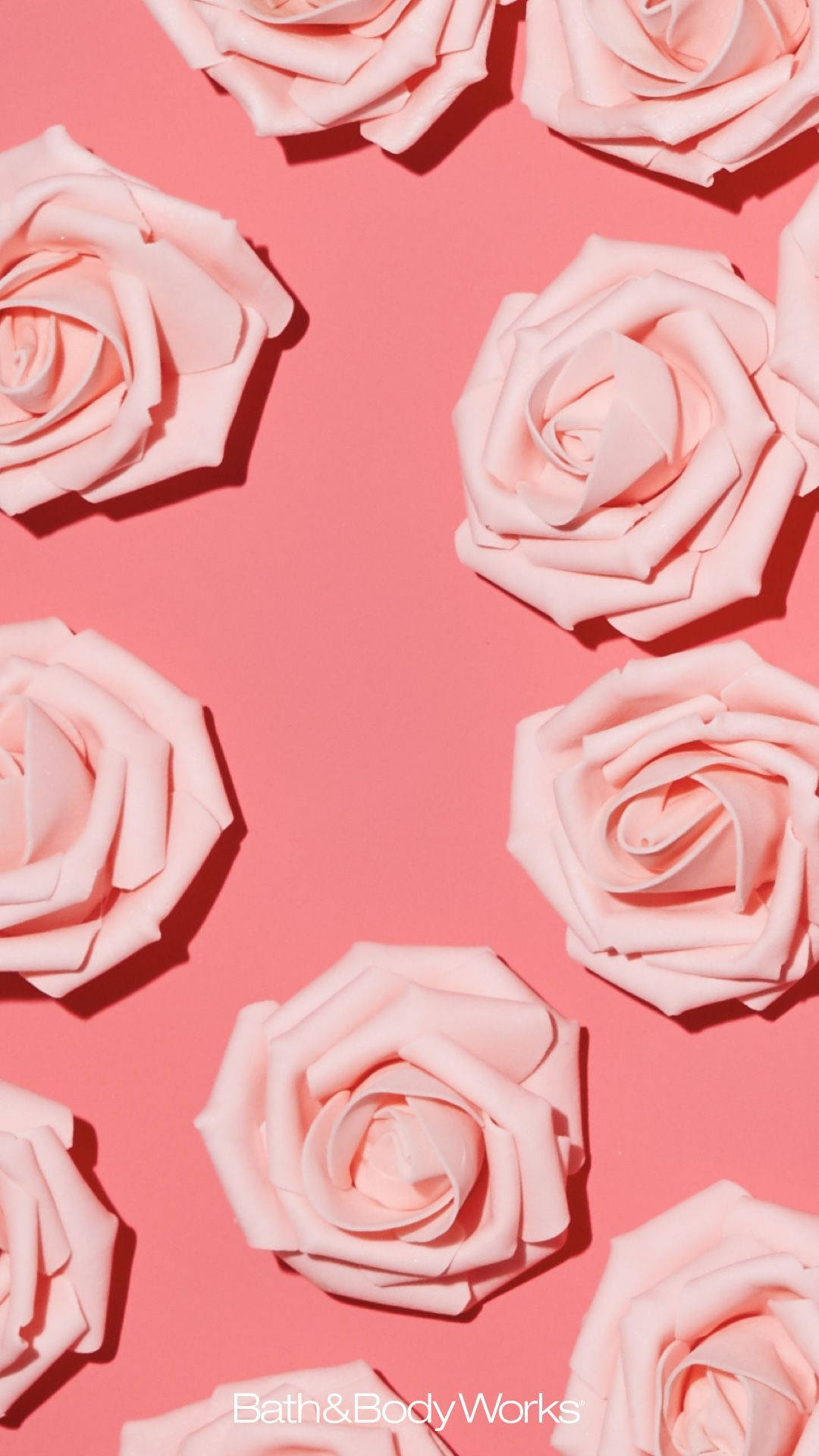 Pink Rose iPhone Wallpaper