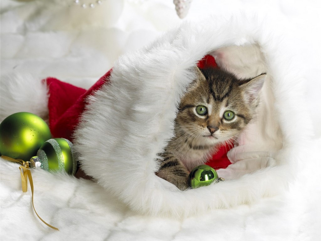 Christmas Wallpaper Kitten
