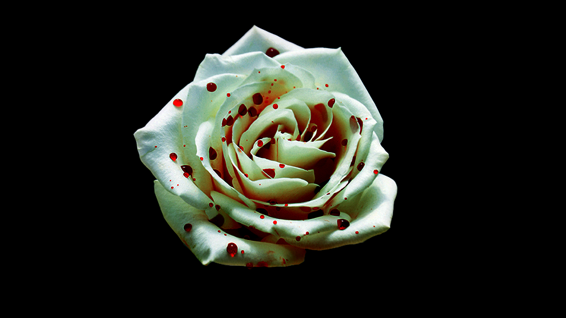 Bloody White Rose Wallpaper Roses By