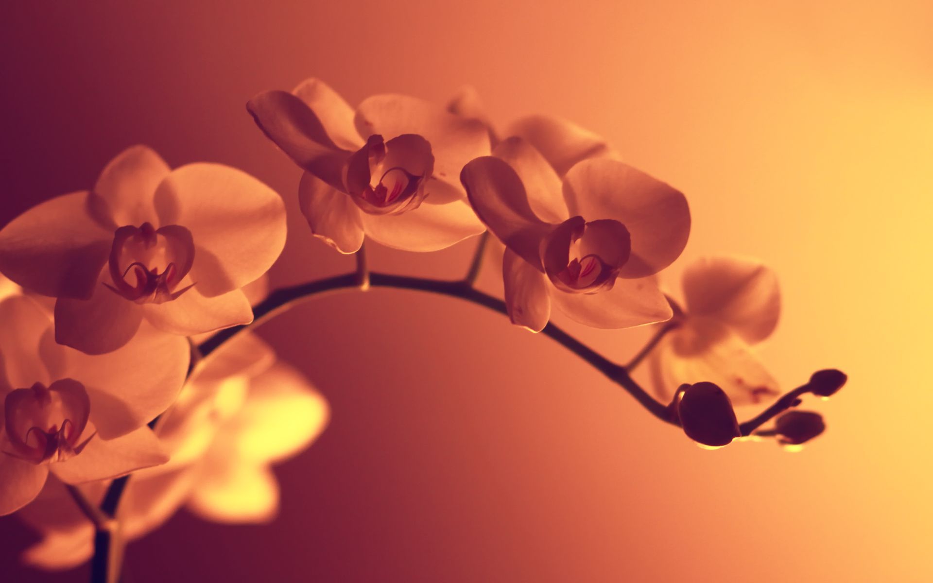 Orchid Flowers On A Branch Wallpaper