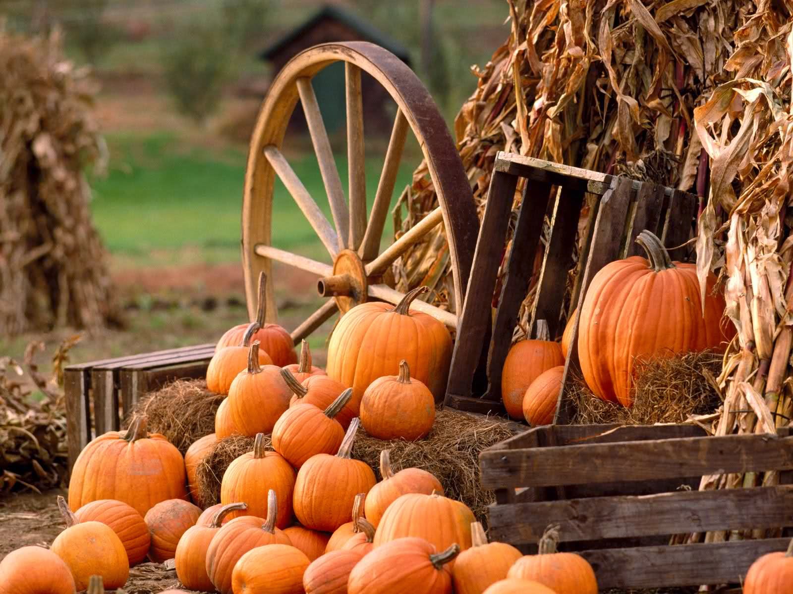 Fall Pics Wallpaper For Your Screen