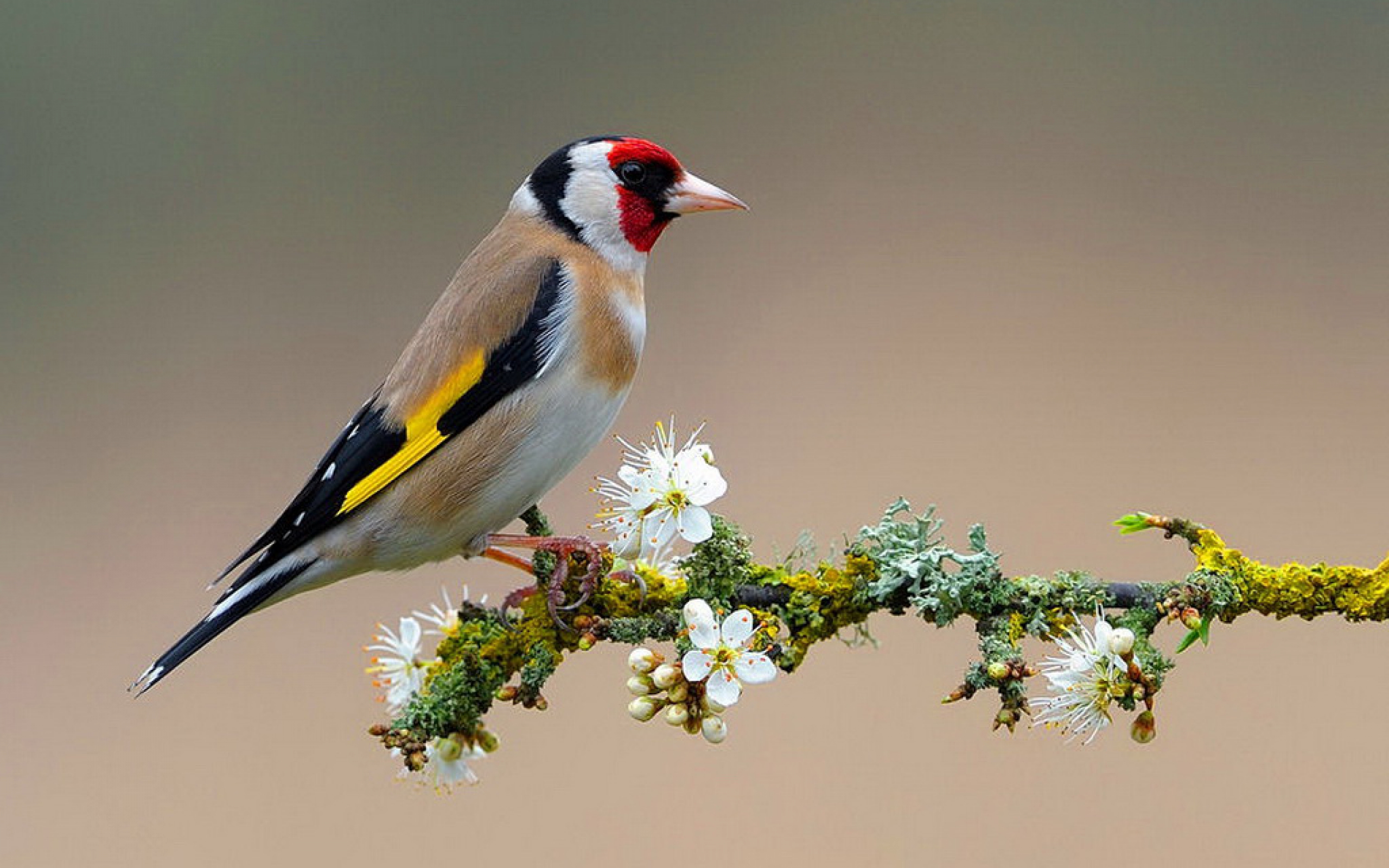 A European goldfinch perched on a blossoming branch