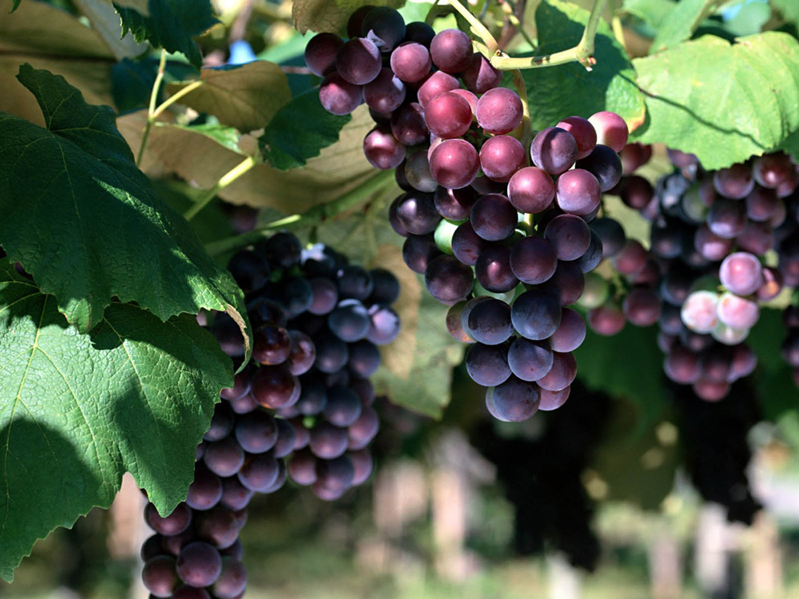 100 Grape Pictures  Download Free Images on Unsplash