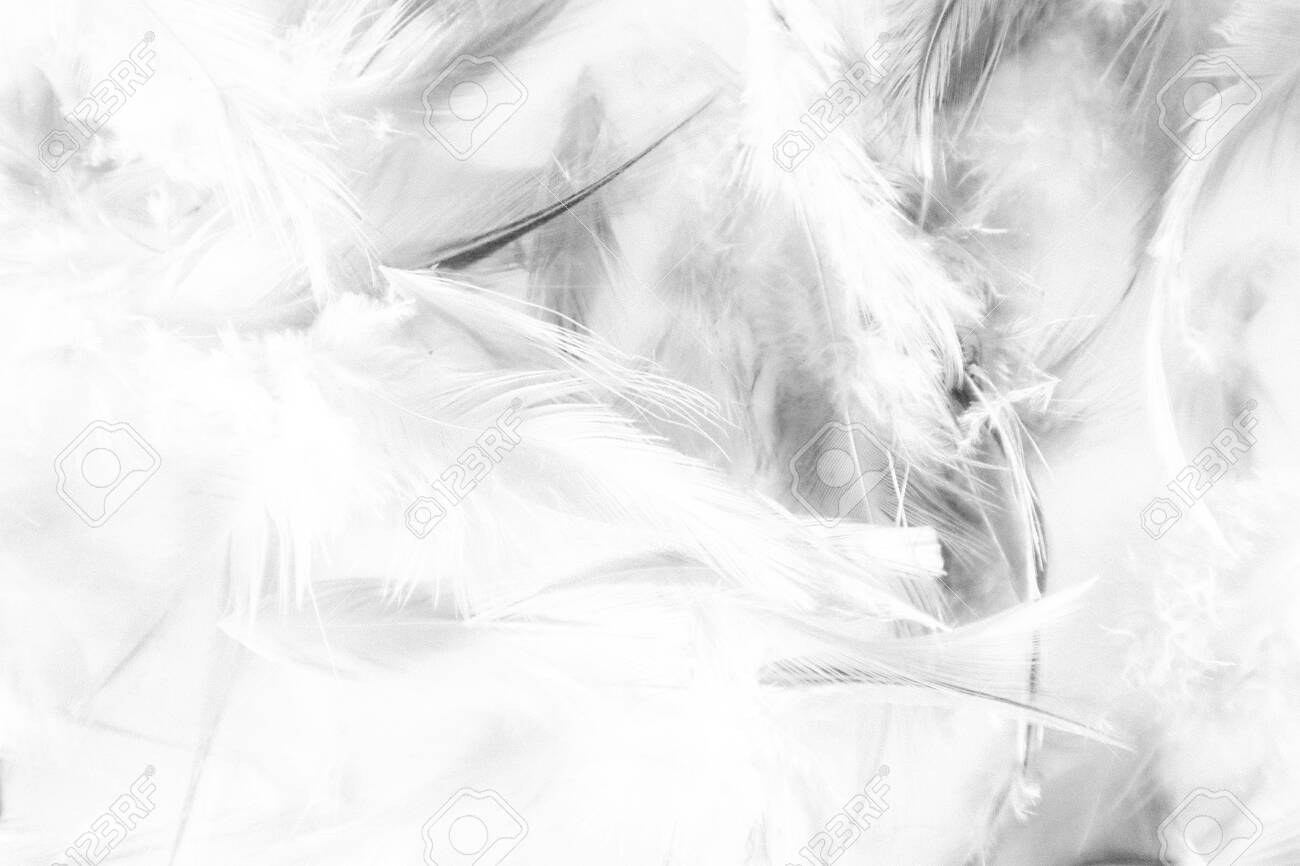 Beautiful Abstract Texture Close Up Color Black And White Feathers