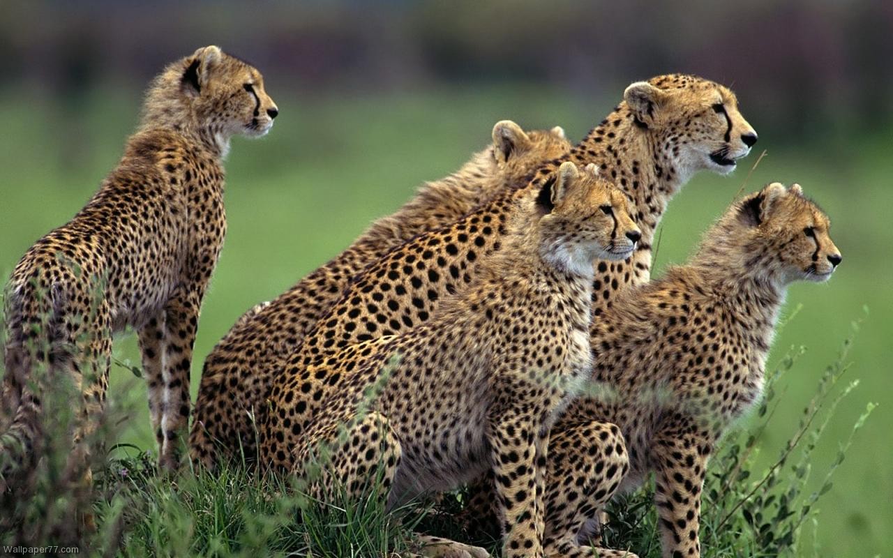 Cheetah Desktop Background Wallpaper And Mobile