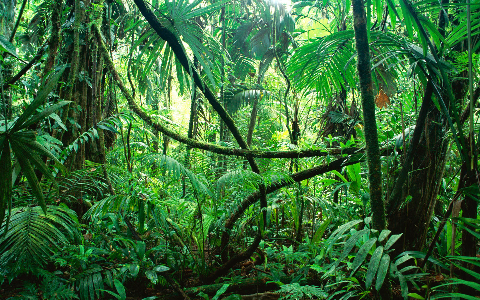 Amazon Rainforest wallpaper 1920x1200