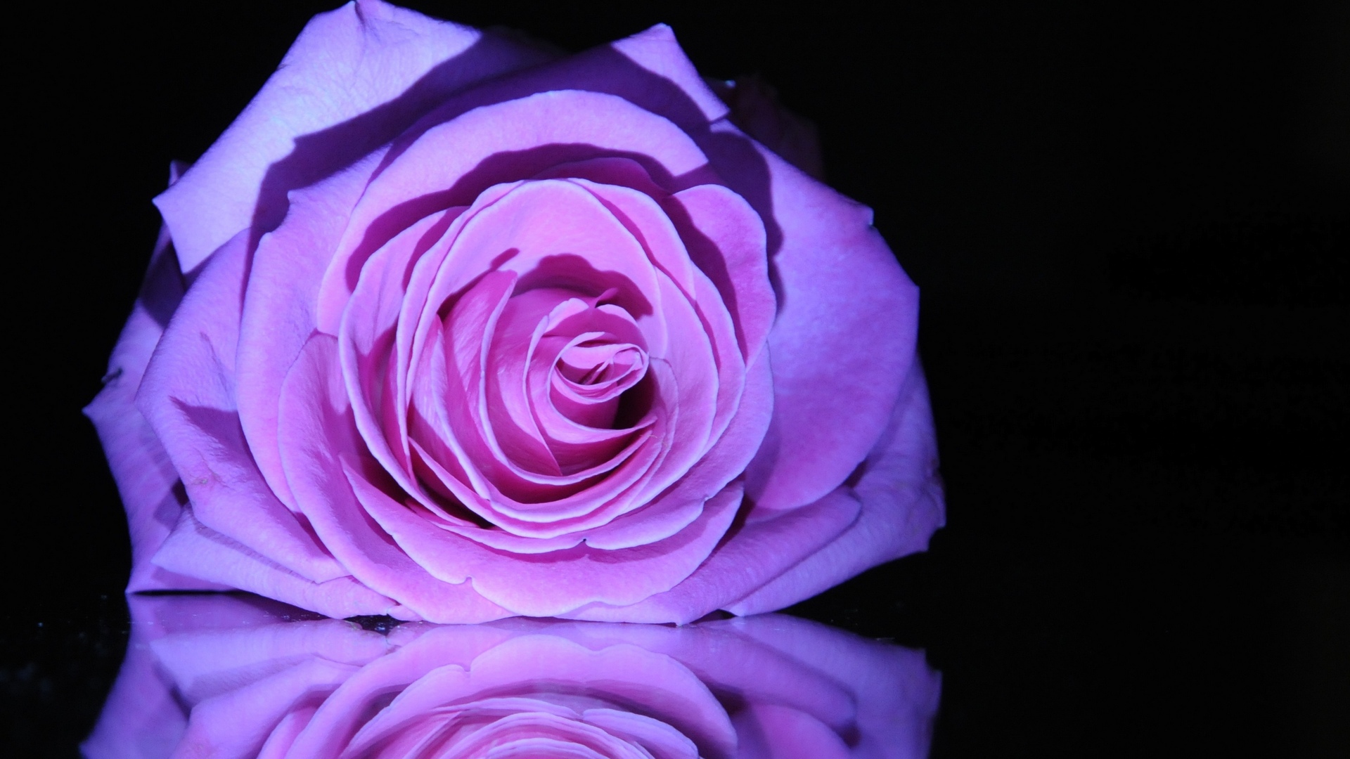 A close-up photograph of a vibrant purple rose, its petals softly unfurling against a dark background. The rose's reflection is visible on a glossy surface below, enhancing its beauty and creating a sense of depth