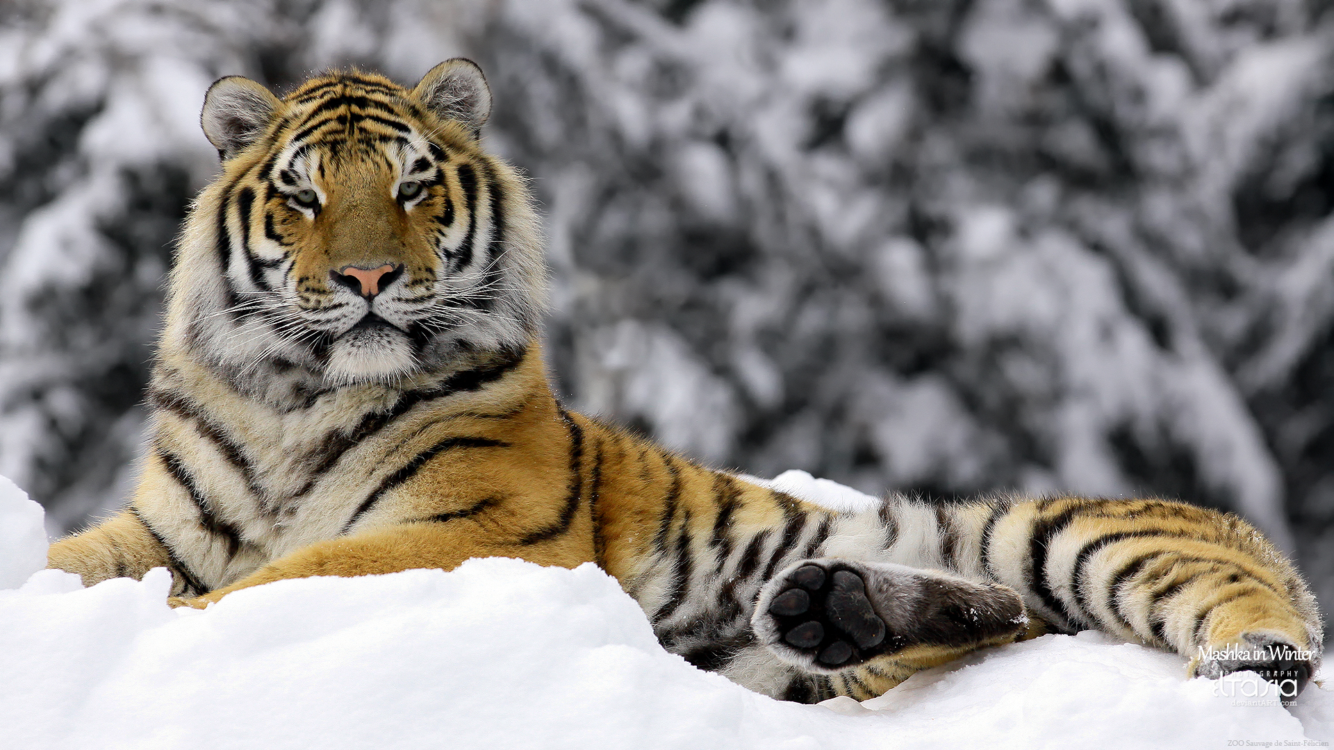 Tiger In Winter Wallpaper HD