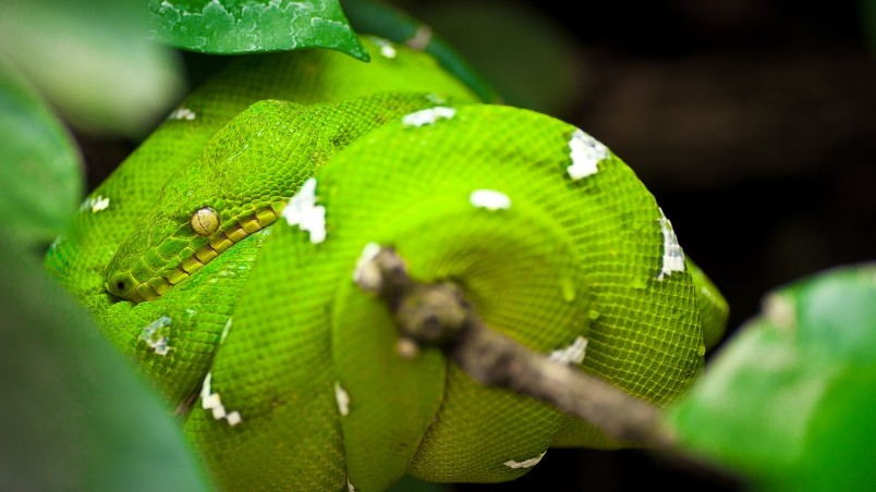 Green Tree Python Snake HD Wallpaper Wallpaperfx