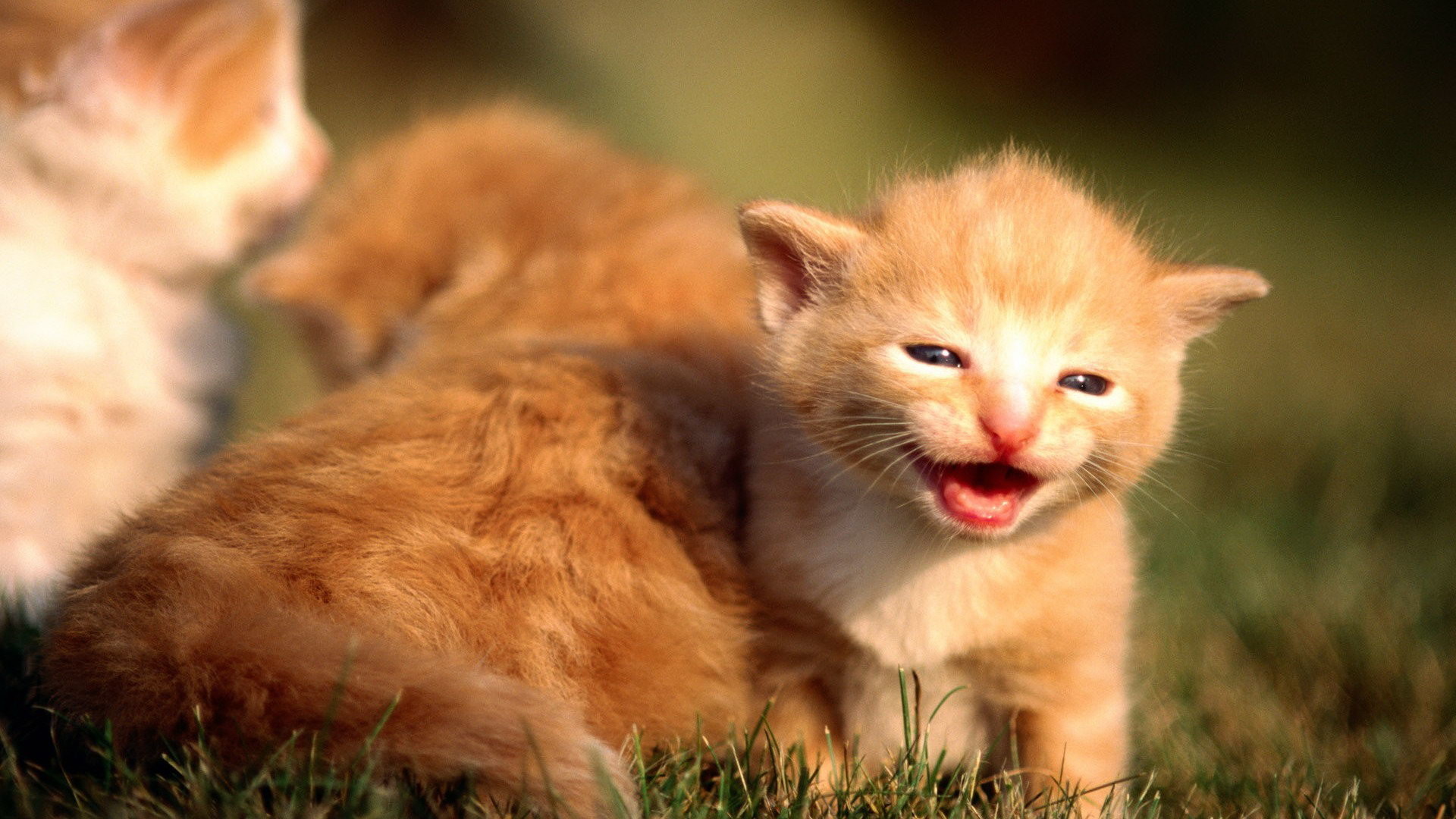 Adorable Ginger Kitten Meowing in Grass